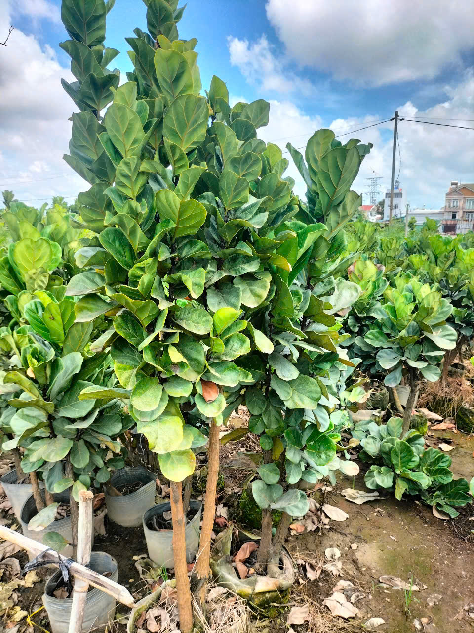 cây bàng Singapore size đại